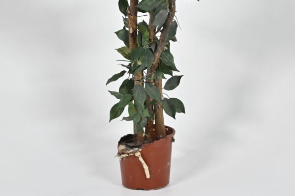 2 maceta con planta - Imagen 2