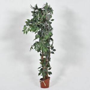 2 maceta con planta