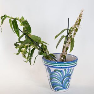 Planta