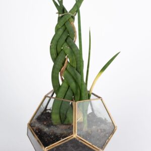 Planta trenzada