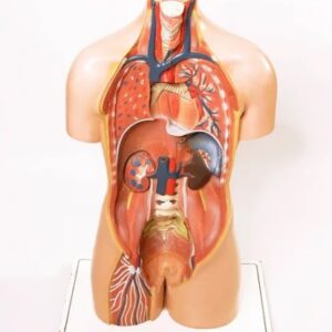 Torso anatonmía humana